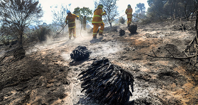 Avustralya’daki orman yangını büyüyor