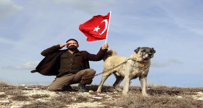Türk Kangalı, ABD’nin aslanına karşı