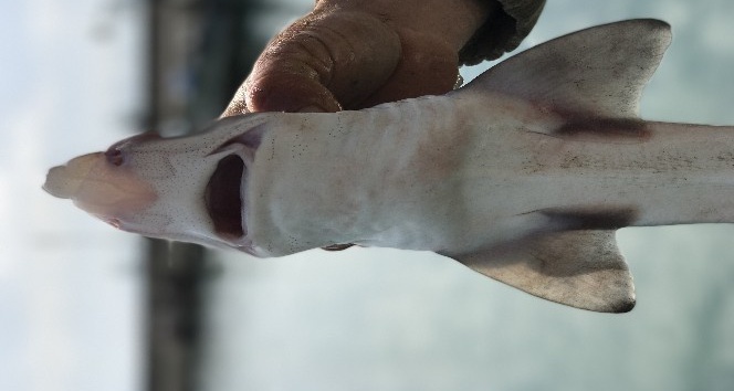 Oltaya takılan köpek balığı korkuttu