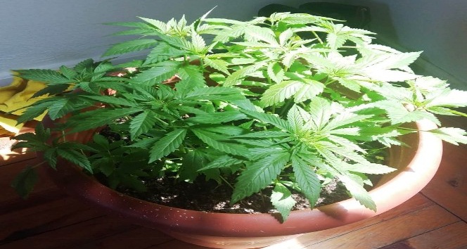 Saksıda kenevir yetiştiren şüpheli polisten kaçamadı