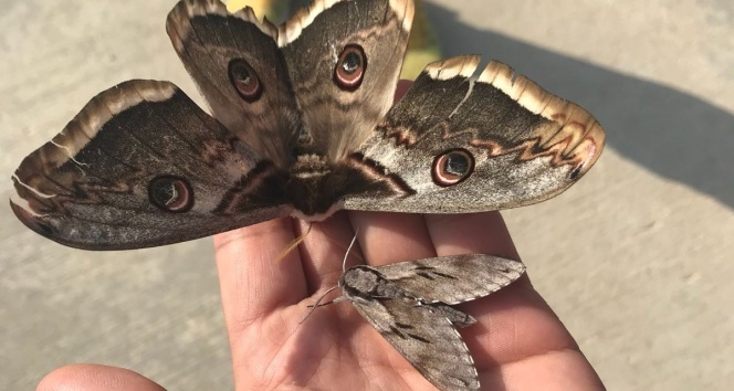 Dev kelebek görenleri hayrete düşürdü