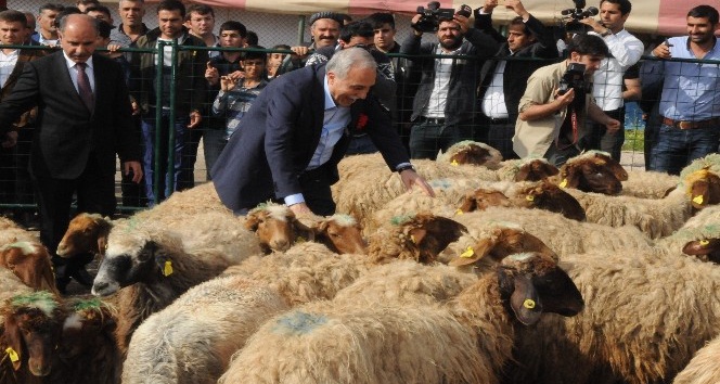 Bakan Fakıbaba, Şırnak’ta 300 Koyun Projesi’ni başlattı