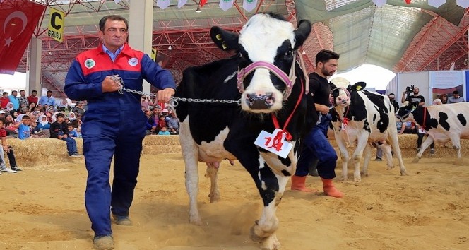 Burdur’da damızlık inek yarışması
