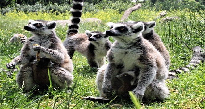 (Özel haber) Bahar geldi, Hayvanat Bahçesi’nin bebek üyeleri çocukların maskotu oldu