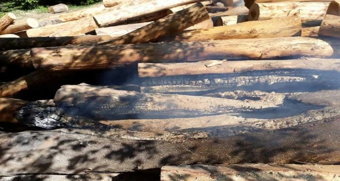 Sinop’ta ormandaki tomruklar yakıldı