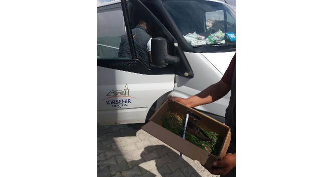 Tavan arasına sıkışan kuş, 110 ekipleri tarafından kurtarıldı