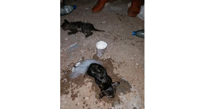 Yangında mahsur kalan kedileri itfaiye ekipleri kurtardı