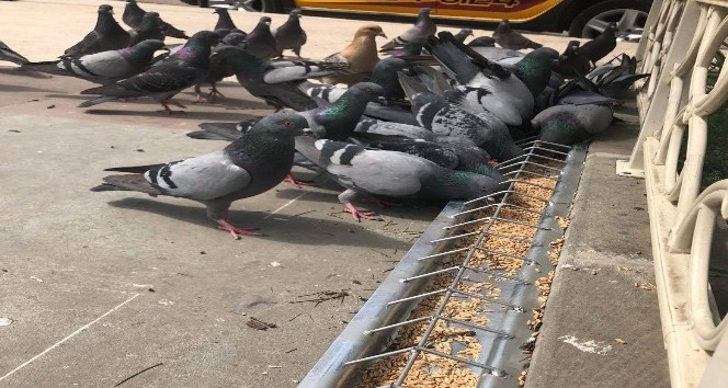 Görele Belediyesi’nden örnek proje