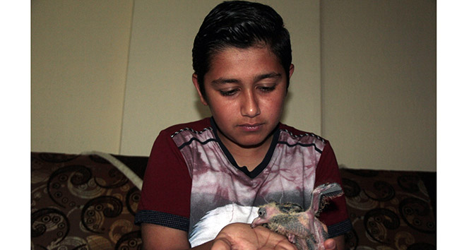 Annesinin terk ettiği yavru güvercini 14 yaşındaki çocuk sahiplendi
