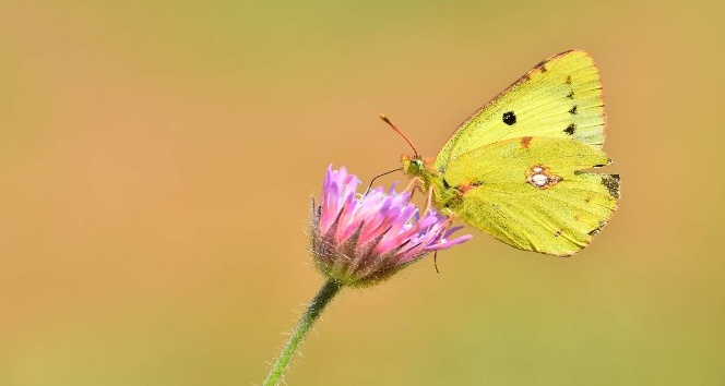 Doğu Azameti kelebeği Türkiye’de ilk kez fotoğraflandı