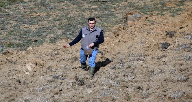 Gümüşhane’de tarlalar yaban hayatı için ekiliyor