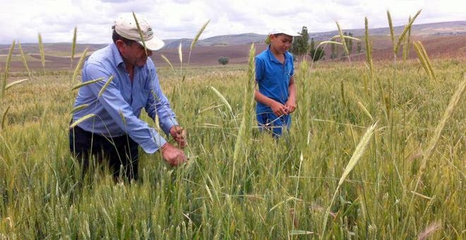 Çiftçiler tohumluk buğday için tarlasındaki çavdarı temizliyor