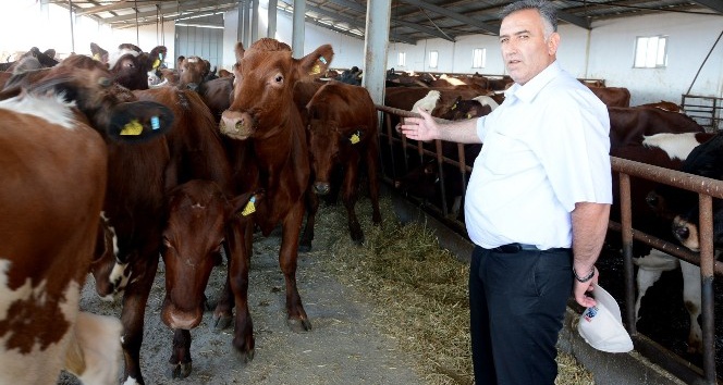 Aksaray’da hayvan üreticilerine yüzde 30 gebe düve desteklemesi