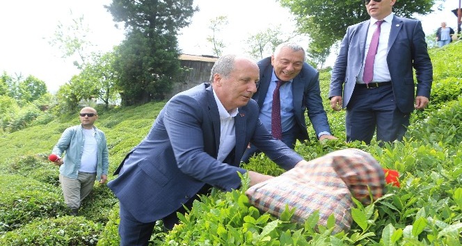 Cumhurbaşkanı adayı Muharrem İnce Rize’de çay bahçesine girip çay topladı