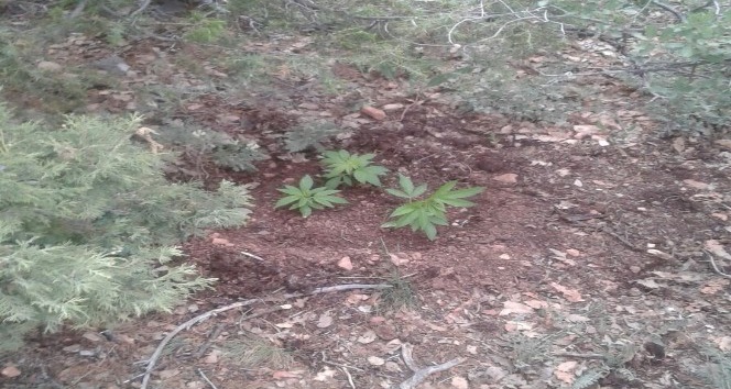 Karaman’da mezarlığa ekilmiş 77 kök kenevir ele geçirildi