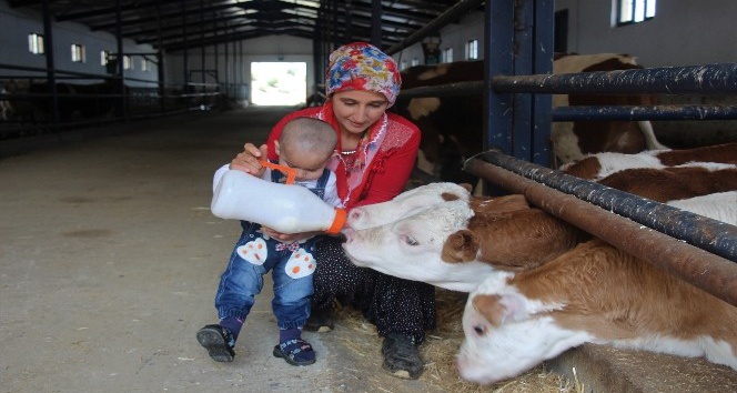 Devletten aldığı destekle süt çiftliği kuran 6 çocuk annesinin başarı hikayesi