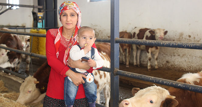 Devletten aldığı destekle süt çiftliği kuran 6 çocuk annesinin başarı hikayesi