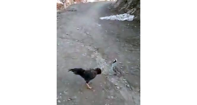 Horoza kafa tutan keklik