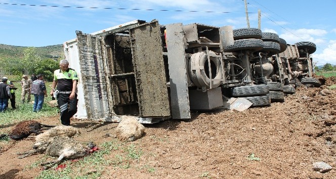Elazığ’da feci kaza: 6 kişi yaralandı, 100 koyun telef oldu