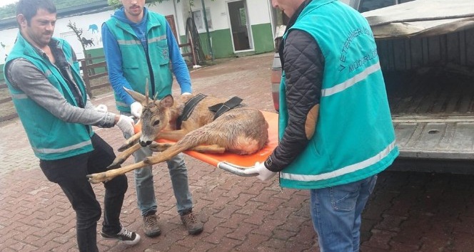 Giresun’da bulunan 2 yaralı karaca tedavilerinin ardından doğal yaşama bırakıldı