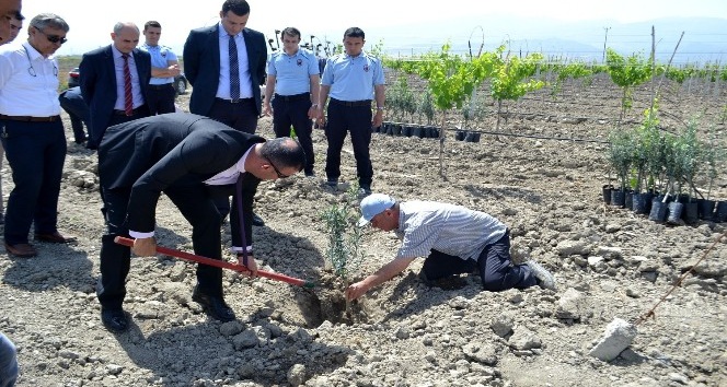 Cezaevi’nde Afrin Şehitleri anısına zeytin fidanı dikildi