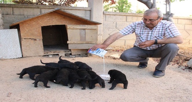 Anneleri kaybolan 10 yavru köpeği marketten aldığı sütle beslemeye çalışıyor