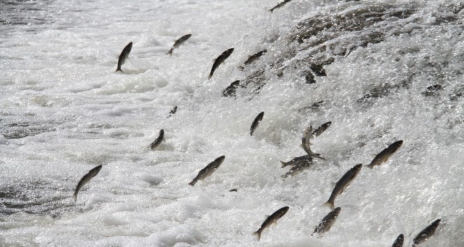 Uçan balıkların muhteşem göçü devam ediyor