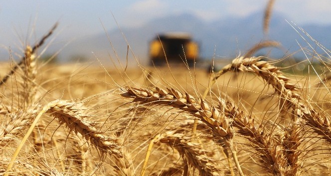 Türkiye’nin ilk buğday hasatı Antalya’da başladı