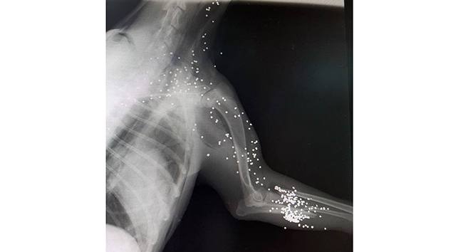 Köpeğin röntgenini gören şok oldu