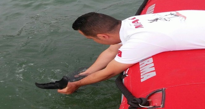 Yavru yunus balığını kurtarma operasyonu