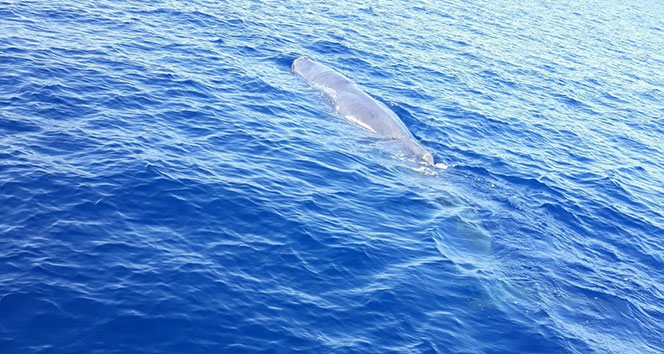Fethiye&#039;de balina görüldü