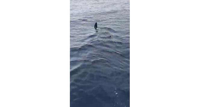 Bodrum’da dev köpek balığı görüntülendi