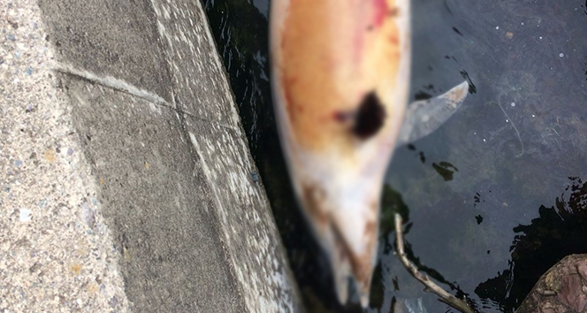 Liman içinde ölü yunus balığı bulundu