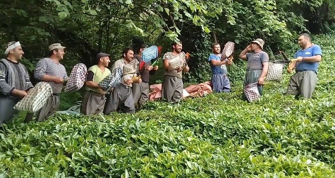 Gürcü çay işçileri çay toplamayı eğlenceye dönüştürdü