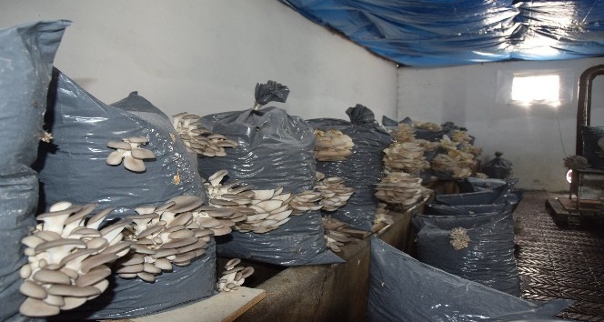 Düzce Üniversitesi Tıbbi ve yenilebilir mantar üretimine başladı