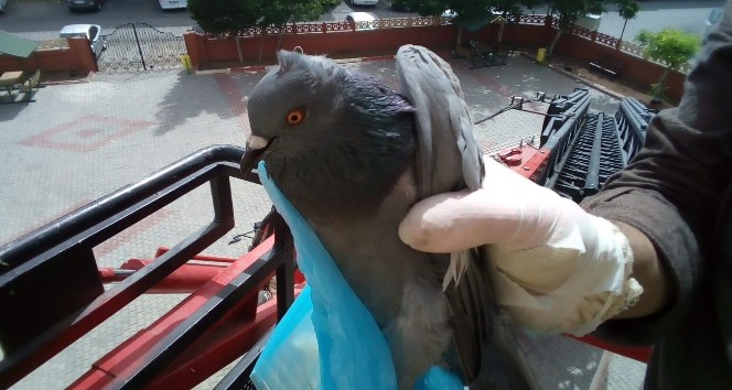 Siirt’te güvercin kurtarma operasyonu