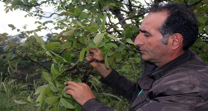 Şebin cevizini don vurdu