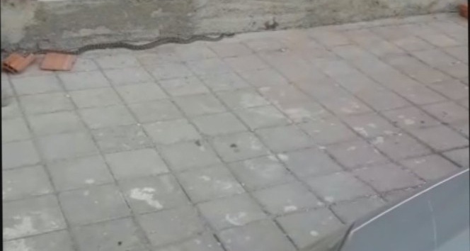 Tosya’da deprem sonrası ilçe merkezde yılan Yakalandı