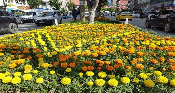 Tatvan Belediyesinden çiçek dikimi