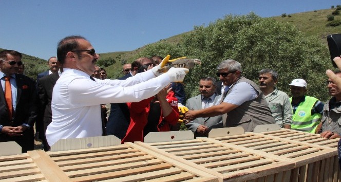 Yozgat’ta 3 bin 500 kınalı keklik doğaya salındı
