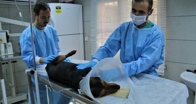 Ameliyatla hayata tutunan sevimli av köpeği sahibini bekliyor