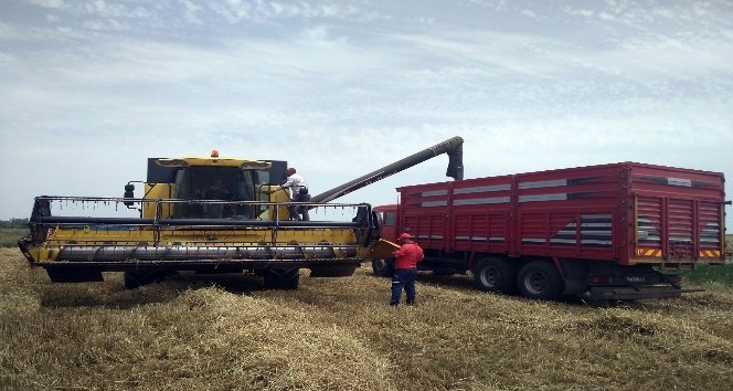 Edirne’de buğday veriminde geçen yıla göre ciddi düşüş yaşanıyor