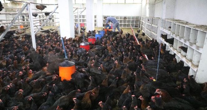 Bankacılıktan bin 500 tavuklu çiftliğe