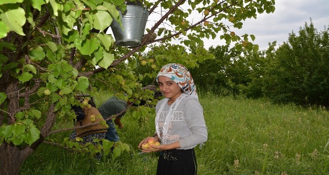 Iğdır’da dolu yağışı kayısıyı vurdu