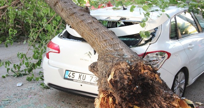 Çürüyen ağacın dalı otomobillerin üzerine devrildi