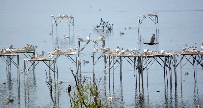 (Özel Haber) 300’den fazla pelikan bir araya geldi