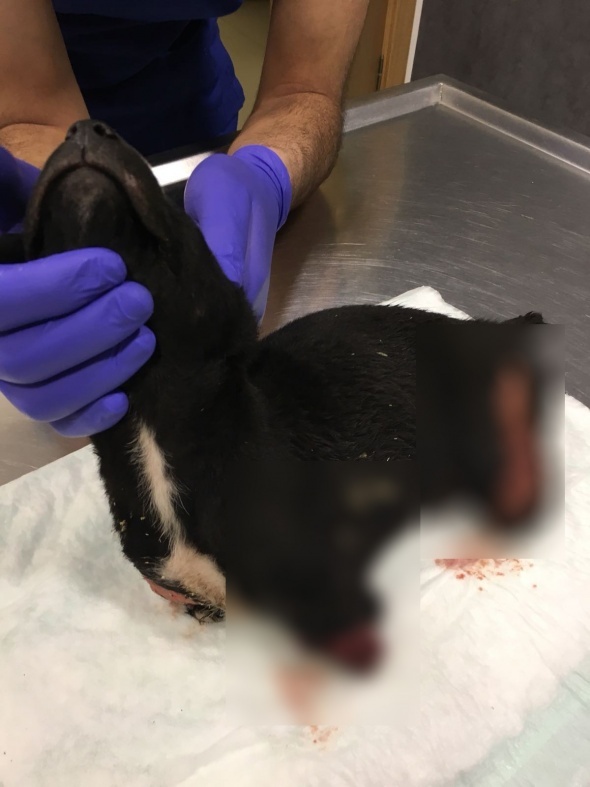 4 Ayagi Kesilen Kopek Oldu Ihlas Haber Ajansi 2