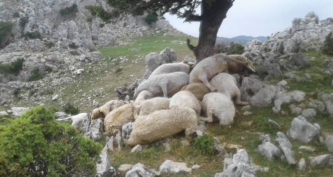 Osmaniye’de yıldırım düştü: 22 koyun telef oldu