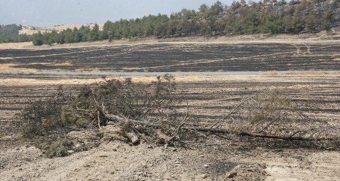 Denizli’de yanan 69 hektarlık alana 100 bin fidan dikilecek