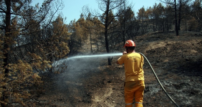 Denizli’de yanan 69 hektarlık alana 100 bin fidan dikilecek